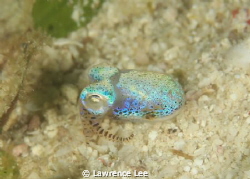 Cuttlefish by Lawrence Lee 